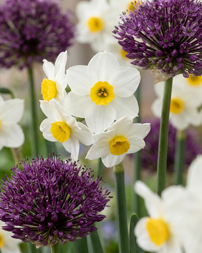280x Bulb Dry Garden - Droge tuin bollenplanten - Diversen - Zomerbloeier - Bolmaat 10/12