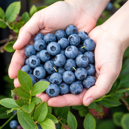 Piante di Mirtillo - 6 Piante - Vaccinium corymbossum Bluegold - Resistente all'Inverno - Vaso 9 cm - Mirtillo