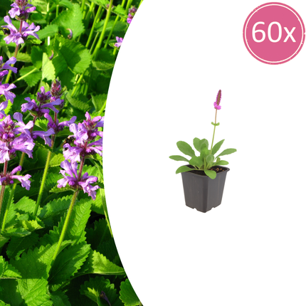 60x Stachys mon. 'Hummelo' - ↕10-25cm - Ø9cm