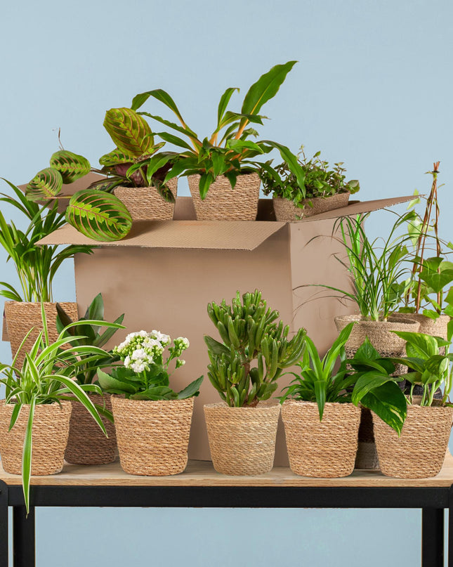 Groene Kneusjesbox - 12 stuks - incl. 12 x mand