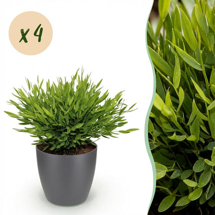 Bamusa Pogonatherum Monica - Hierba de Bambú - 4 Plantas - con Maceta Gris - Maceta 12cm - Altura 20cm