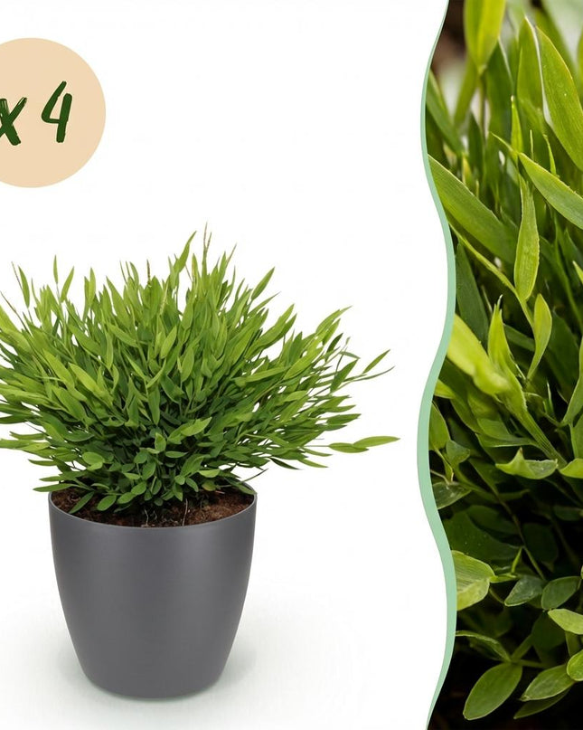 Bamusa Pogonatherum Monica - Hierba de Bambú - 4 Plantas - con Maceta Gris - Maceta 12cm - Altura 20cm