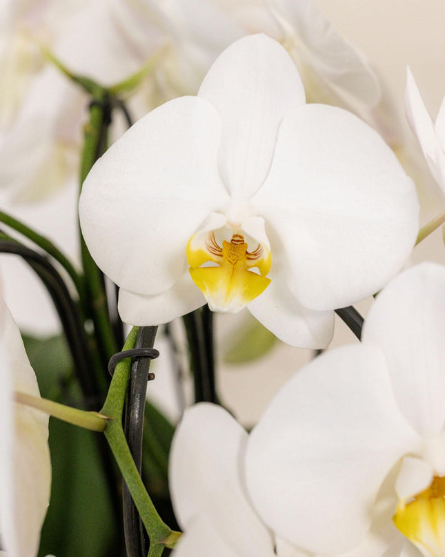 Kolibri Orchids | witte orchideeënset in Reed Basket incl. waterreservoir | drie gebogen witte orchideeën Niagara Fall 12cm | Mono Bouquet wit met zelfvoorzienend waterreservoir