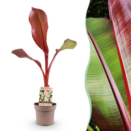 Musa ensete Maurelli – Bananenbaum – winterhart – rot-grün – Topf 21 cm – Höhe 90 cm