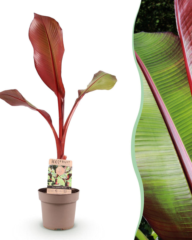 Musa ensete Maurelli – Bananenbaum – winterhart – rot-grün – Topf 21 cm – Höhe 90 cm
