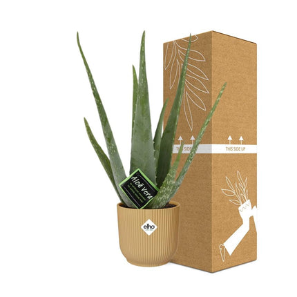 Aloe Vera 12cm incl. pot ELHO Vibes Fold 14cm geel