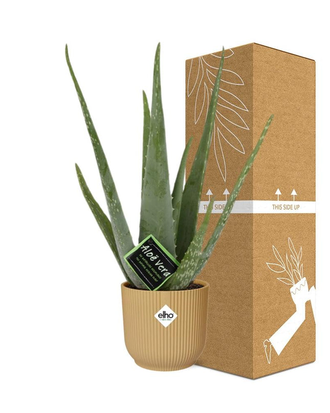 Aloe Vera 12cm incl. pot ELHO Vibes Fold 14cm geel