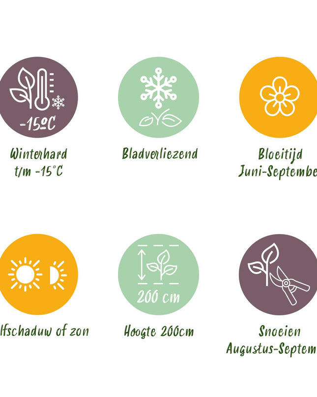 Hortensia - Hydrangea macrophylla Tricolour - Bloem Blauw, Roze en Wit  - 3 Planten - Bladverliezend - Weinig Onderhoud - Pot 17cm Hoogte 30cm