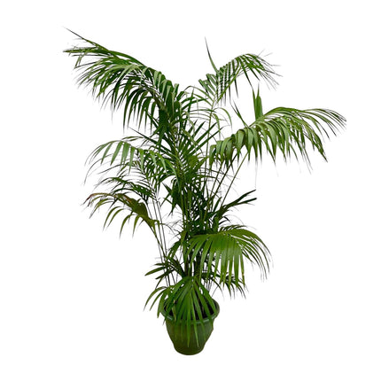 Kentia-Palme XXL - 260 cm - ø32-40 cm