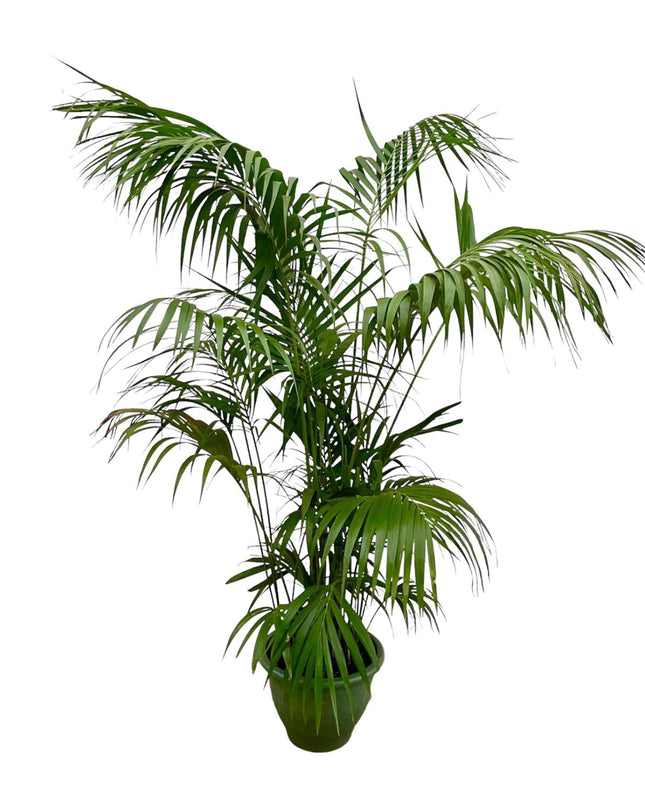 Kentia-Palme XXL - 260 cm - ø32-40 cm