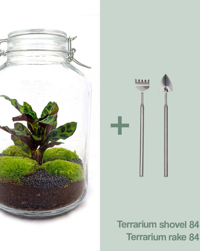DIY terrarium - Jar Calathea - ↕ 28 cm - Normal