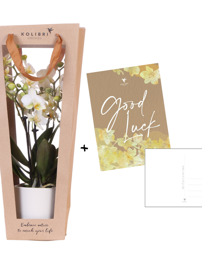 Kolibri Orchids | Planten cadeau veel succes |  Lausanne orchidee met pot, kaart & cadeautas