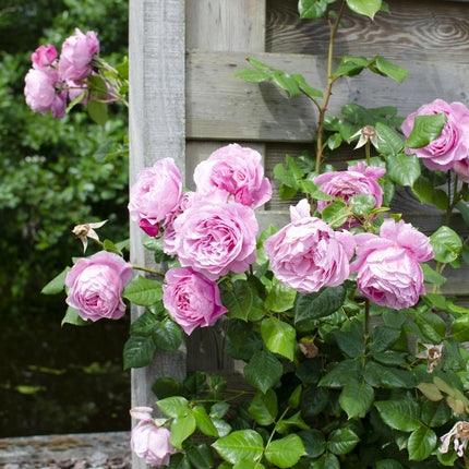 Rosa Crazy in love 'Pink' - Roze Roos - Ø15cm - ↕65cm