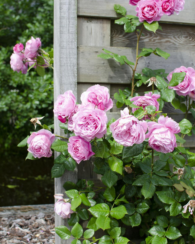 Rosa Crazy in love 'Pink' - Roze Roos - Ø15cm - ↕65cm
