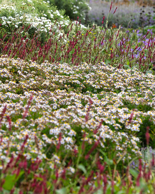 Borderpakket - Schaduw - 24 Vaste planten - 3 m2 - Diversen kleuren - Weinig Onderhoud - Pot 11cm