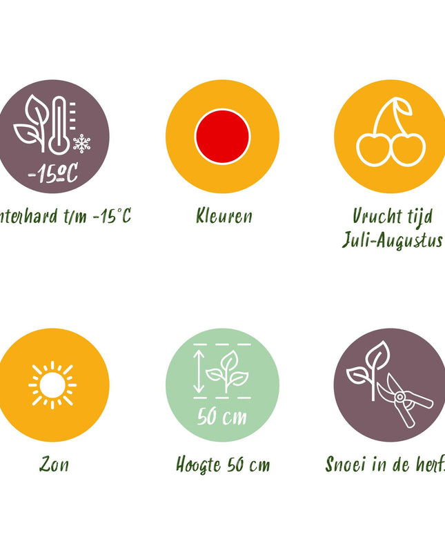 Piantine di Fragola - 6 Piantine - Fragaria Maxim - Resistenti all'Inverno - Vaso 9 cm - Fragola Rossa