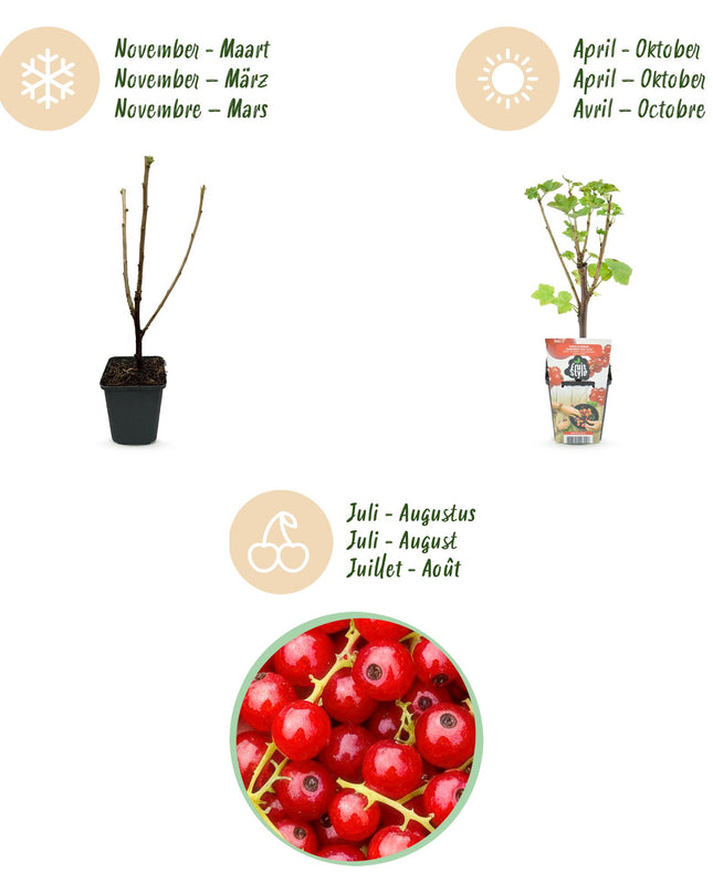 Red Currant Fruit Plants - 6 Plants - Ribes rubrum Jonkheer van Tets - Hardy in Winter - Pot 9 cm