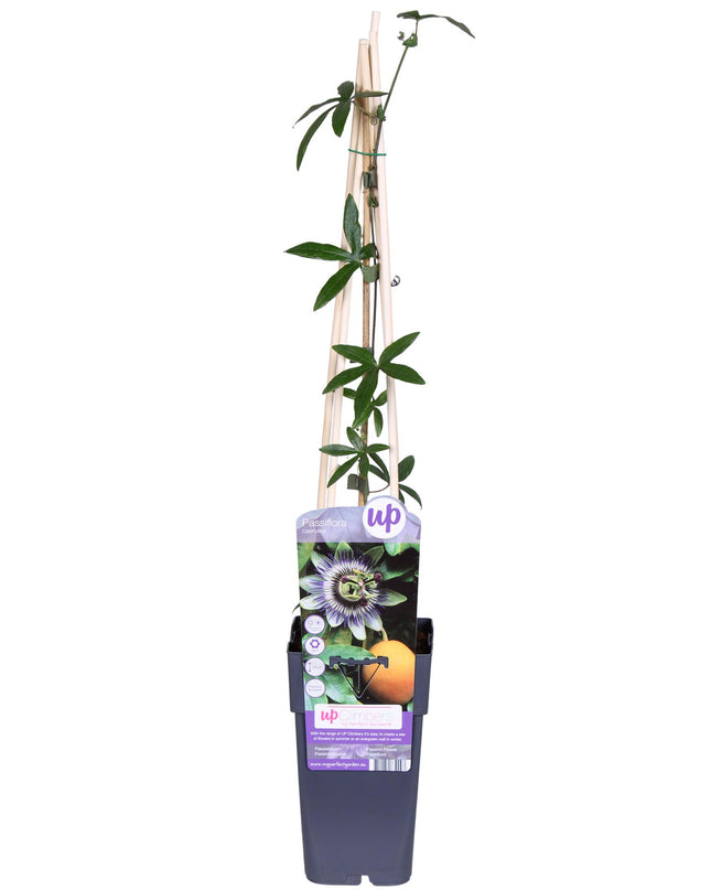 Passiflora Blauw caerulea - Ø15cm - ↕65cm