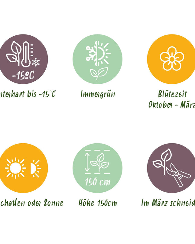 Viburno tinus - Sempreverde - Resistente all'inverno - Fiore bianco-rosa - Vaso 19 cm Altezza 90 cm