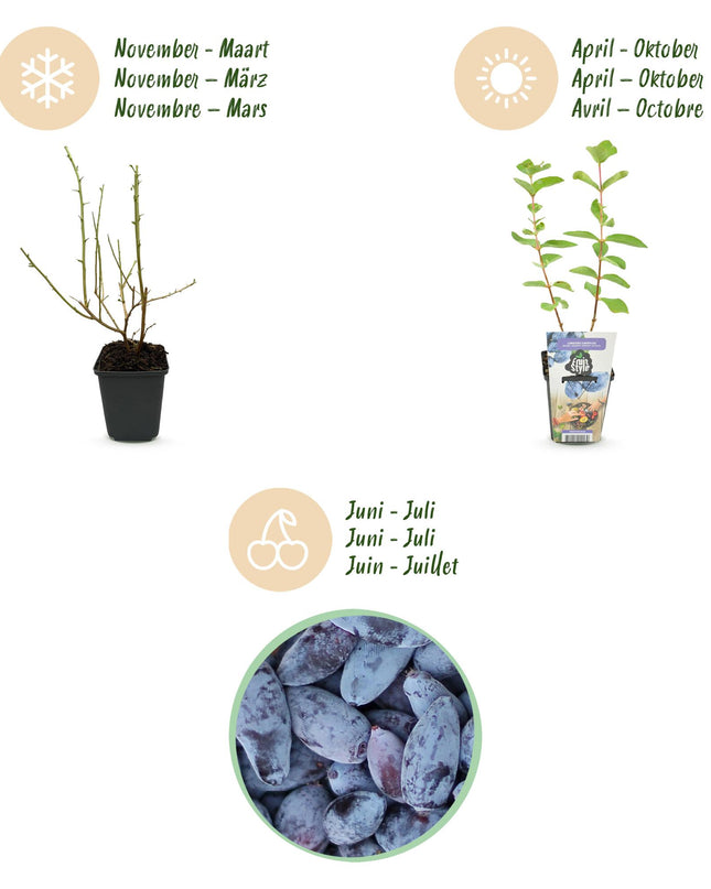 Honeyberry Fruit Plants - 6 Plants - Lonicera caerulea Kamtschatica - Hardy in Winter - Pot 9 cm - Blue Berry