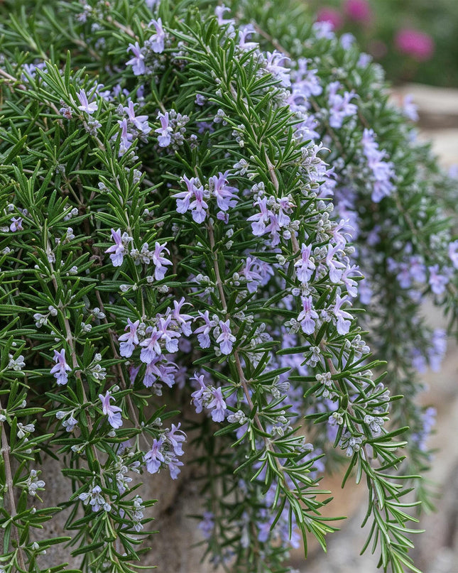 Romero rastrero - Perennifolio - Resistente al invierno - Flor morada - Maceta 19 cm Altura 90 cm