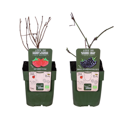 Bramen en Framboos mix - 2 planten - Rubus idaeus Lochness Bio + Rubus ideaus Malling Promise Bio