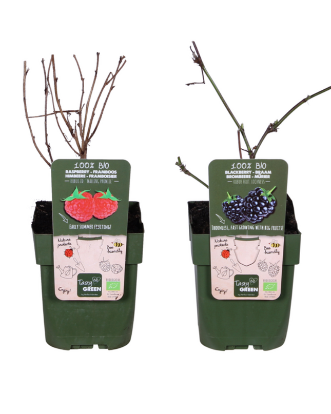 Bramen en Framboos mix - 2 planten - Rubus idaeus Lochness Bio + Rubus ideaus Malling Promise Bio