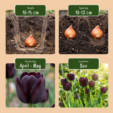 140x Tulipa Black – Schwarze Tulpe – Schwarz – Frühjahrsblüher – Zwiebelgröße 10/11
