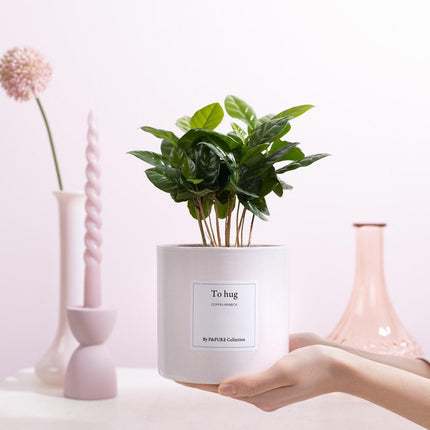 Coffea Arabica Gift "To Hug" met wenskaart - Ø12cm - ↕20cm