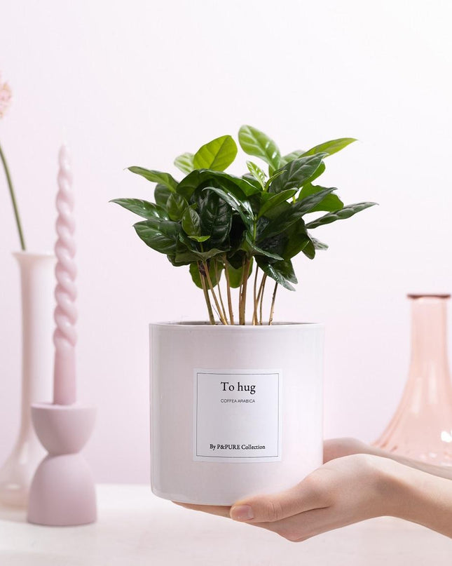 Coffea Arabica Gift "To Hug" met wenskaart - Ø12cm - ↕20cm