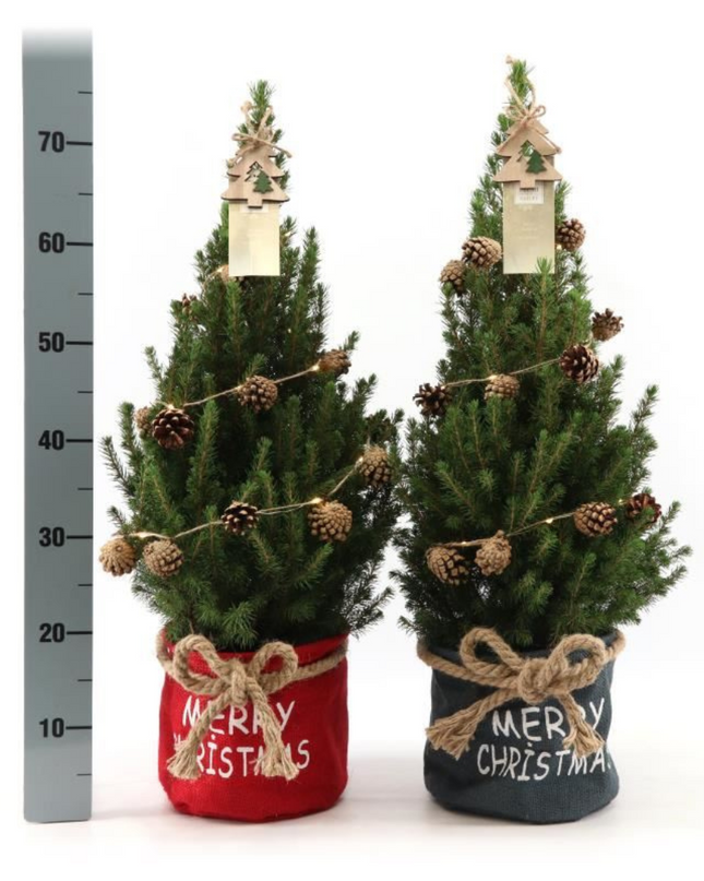 Kleine Kerstboom in Xmas Bag blauw + Pine cone lichtjes incl. batterijen- 70 cm - Picea Glauca Conica -