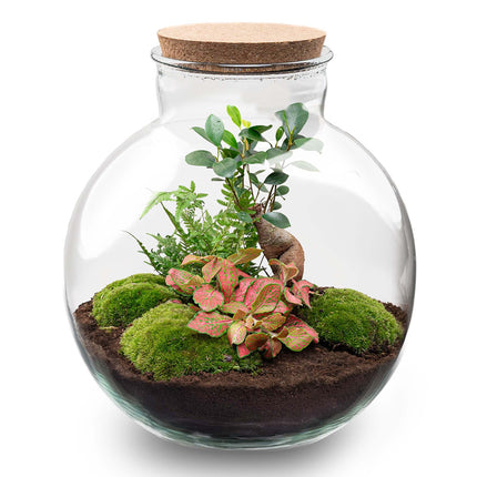 DIY Planten terrarium - Bolder Bob Bonsai - Ø 31 cm ↕ 30 cm - Zonder tools