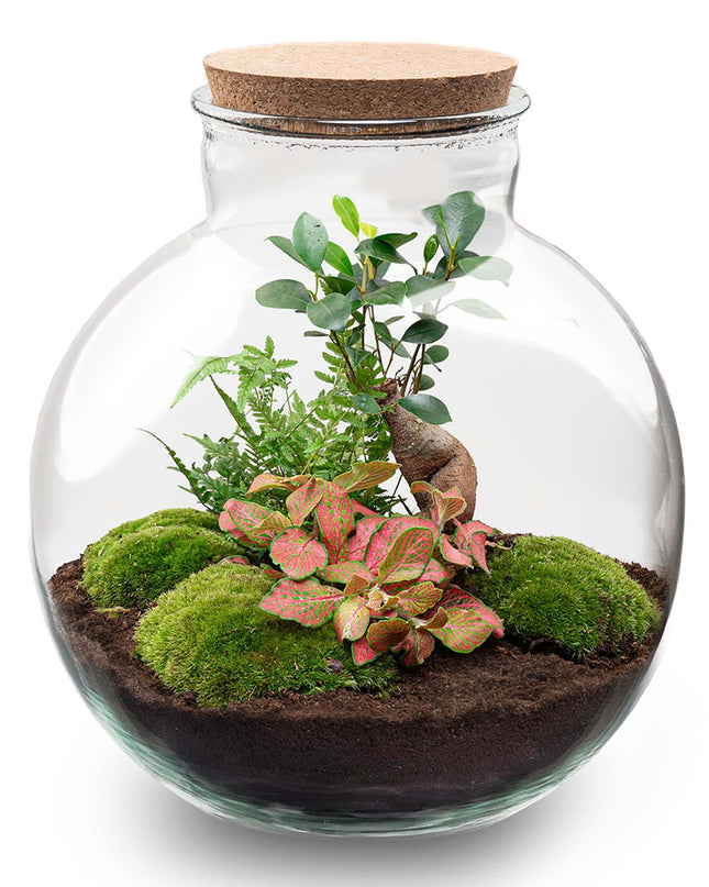 DIY Planten terrarium - Bolder Bob Bonsai - Ø 31 cm ↕ 30 cm - Zonder tools