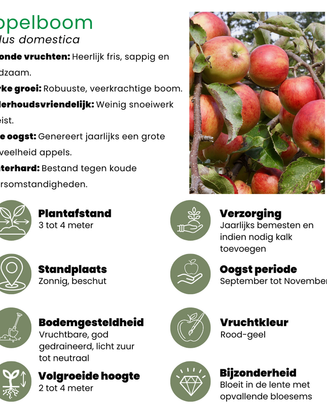 Set di alberi da frutto BIO da 4 - Mela, Pera, Ciliegia e Prugna - 4 x Ø 20 cm - ↨ 60 cm