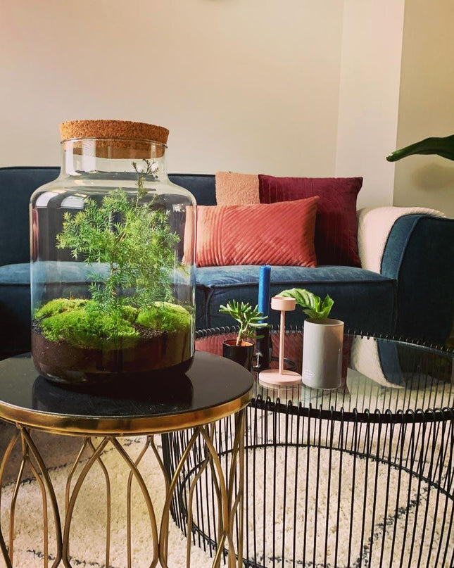 DIY terrarium - Jar Christmas - ↕ 28 cm