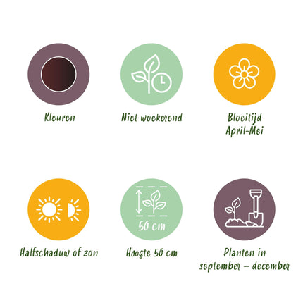 Bloembollen - Tulp Triumph Black - Kleur Donker Paars - 12 stuks - Bolmaat 11/12 - XXL Pack