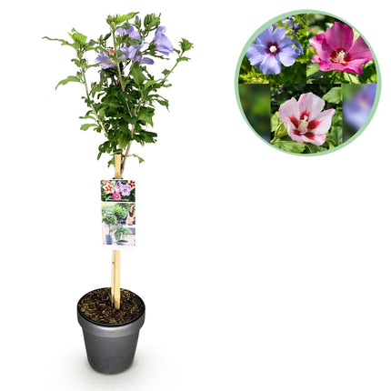 Hibiscus syriacus Tricolour  - Terras Plant - Bladverliezend - Winterhard - Witte, Roze, Paarse Bloem - Pot 19cm Hoogte 90cm