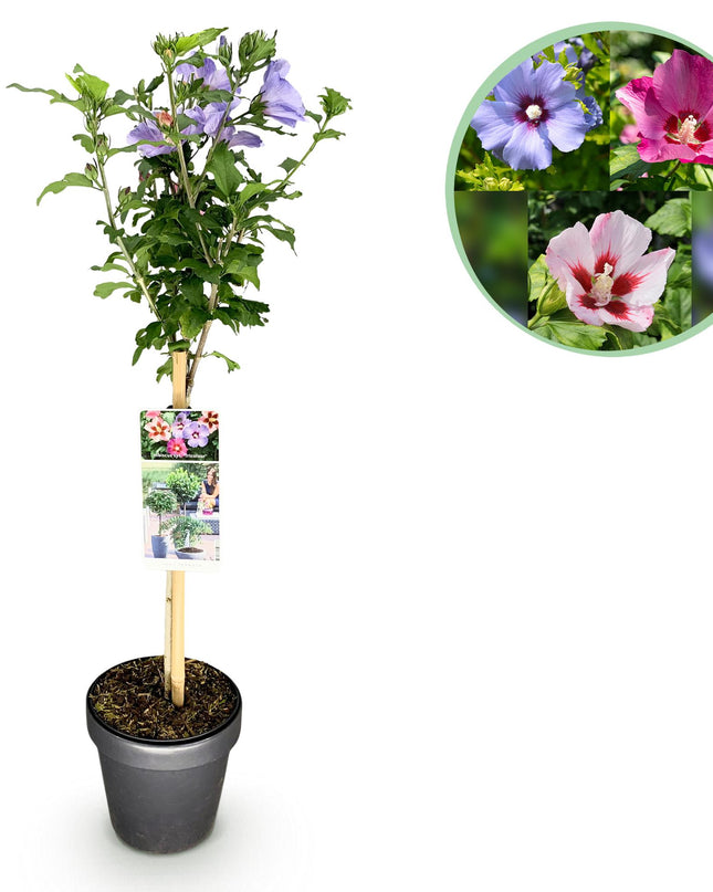 Hibiscus syriacus Tricolour  - Terras Plant - Bladverliezend - Winterhard - Witte, Roze, Paarse Bloem - Pot 19cm Hoogte 90cm