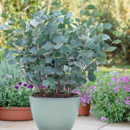 Albero di eucalipto - Eucalyptus gunni - 6 pezzi - Vaso 14cm Altezza 30cm