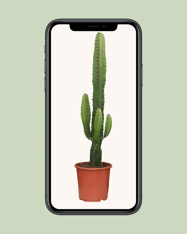 Euphorbia Acrurensis - Ø17cm - ↕50cm