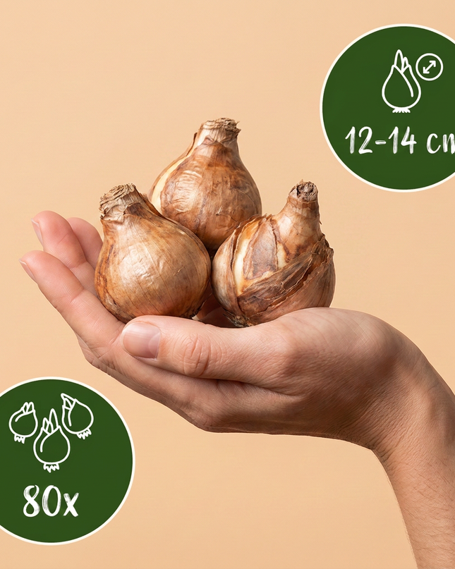 80x Narcissus Ice King - Dubbele narcis - Wit en Geel - Voorjaarsbloeier - Bolmaat 12/14
