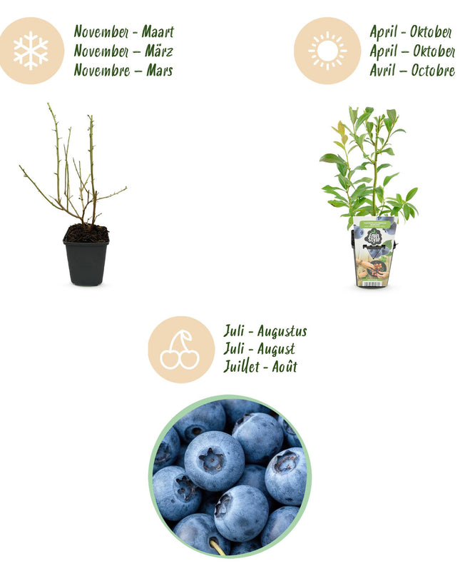 Piante di Mirtillo - 6 Piante - Vaccinium corymbossum Bluegold - Resistente all'Inverno - Vaso 9 cm - Mirtillo