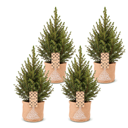 4x Kerstboom Picea glauca Conica - Kegelspar - incl. jute zak - Ø17cm - ↕65cm