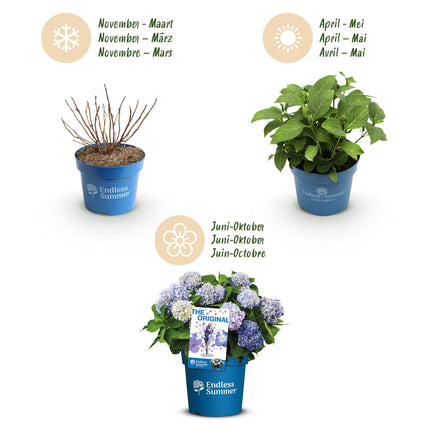 Hortensia Blauw - Hydrangea Endles Summer The Orginal Blue- 8 Planten - Pot 14cm - Hoogte 20-25cm
