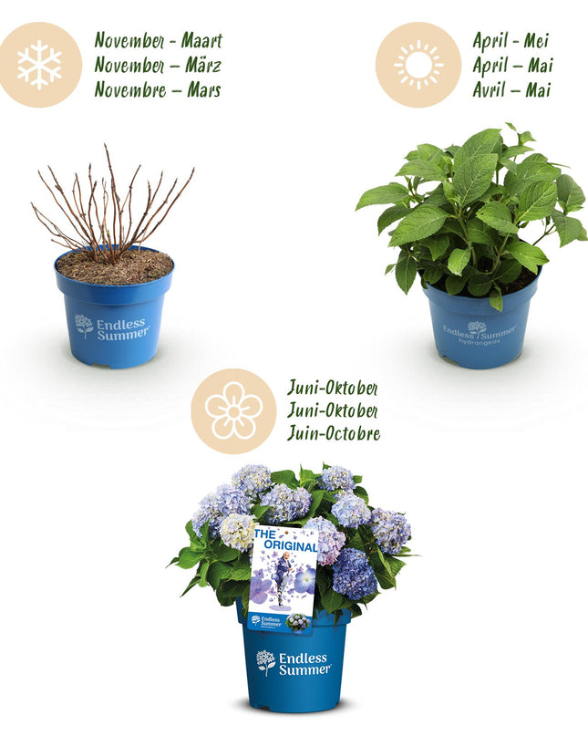 Hortensia Blauw - Hydrangea Endles Summer The Orginal Blue- 8 Planten - Pot 14cm - Hoogte 20-25cm