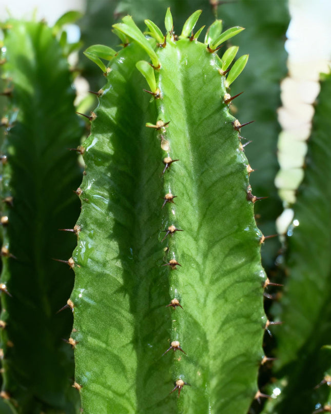 Euphorbia eritrea - Afrikanischer Milchbaum - 2 Stück - Topf 19 cm - Höhe 70 cm