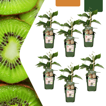 Piante di kiwi BIO 6 pezzi - Ø 13 cm - ↨ 20 cm