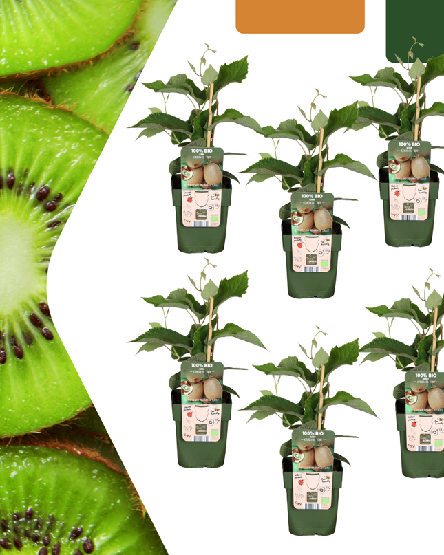 Piante di kiwi BIO 6 pezzi - Ø 13 cm - ↨ 20 cm