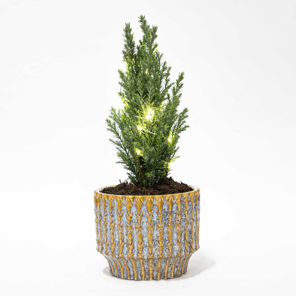 Kerstboom 'Ellwoodii' + Pot Echo + 20 Kerstverlichting - 25/30 cm hoog