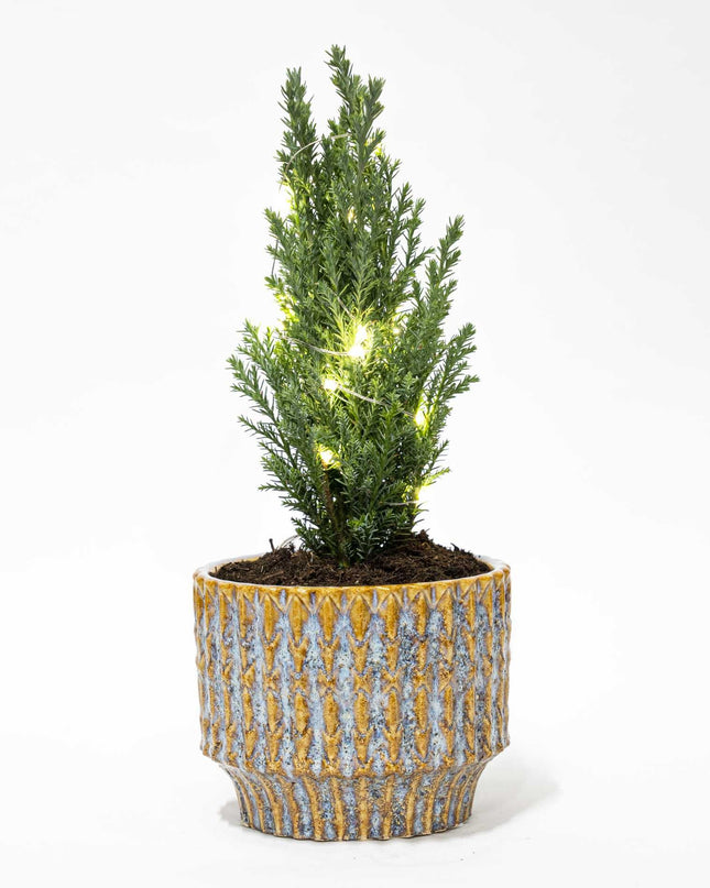 Kerstboom 'Ellwoodii' + Pot Echo + 20 Kerstverlichting - 25/30 cm hoog